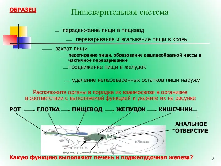 Пищеварительная система Расположите органы в порядке их взаимосвязи в организме в