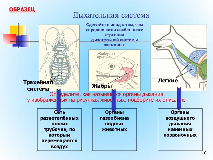 Дыхательная система Трахейная система Легкие Жабры Определите, как называются органы дыхания