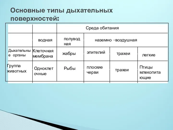 Основные типы дыхательных поверхностей: Среда обитания водная наземно –воздушная полуводная Дыхательные