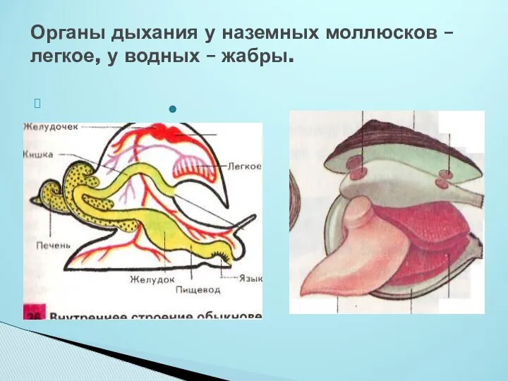 Органы дыхания у наземных моллюсков –легкое, у водных – жабры.