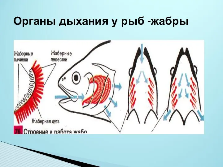 Органы дыхания у рыб -жабры