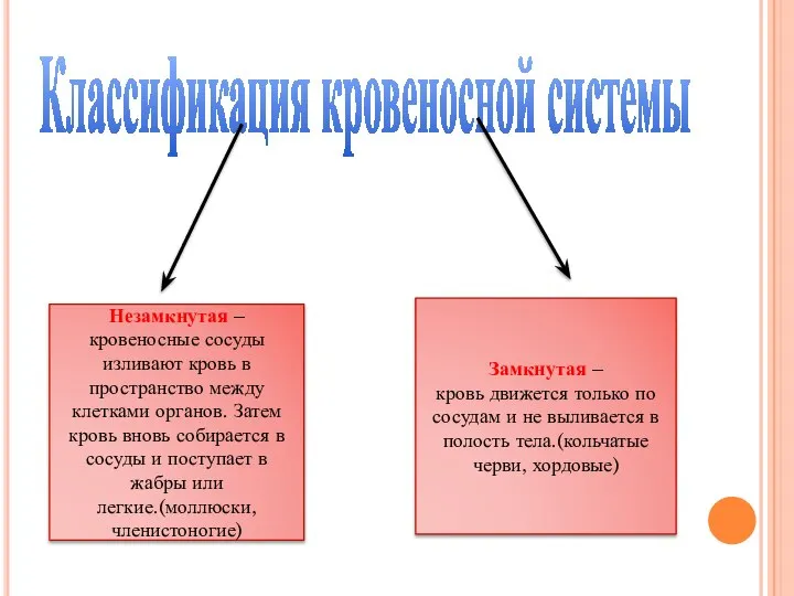 Классификация кровеносной системы Незамкнутая – кровеносные сосуды изливают кровь в пространство