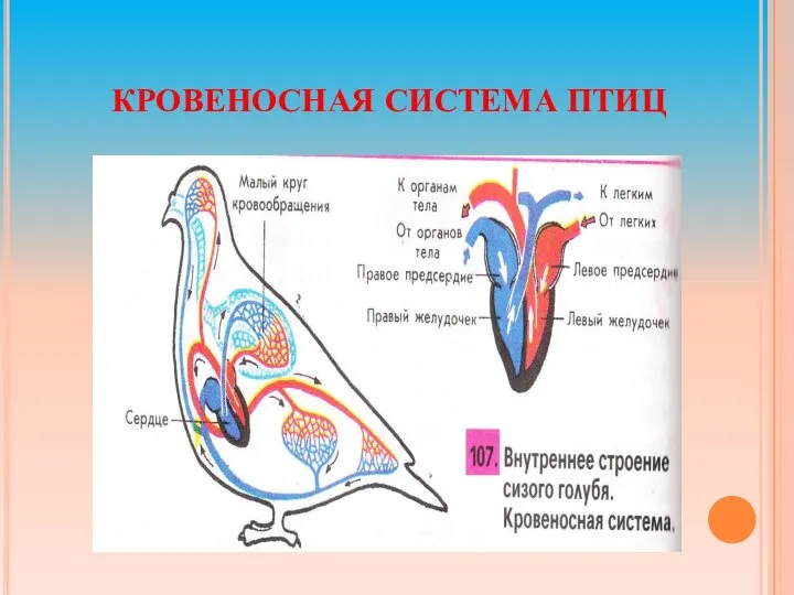 Кровеносная система птиц