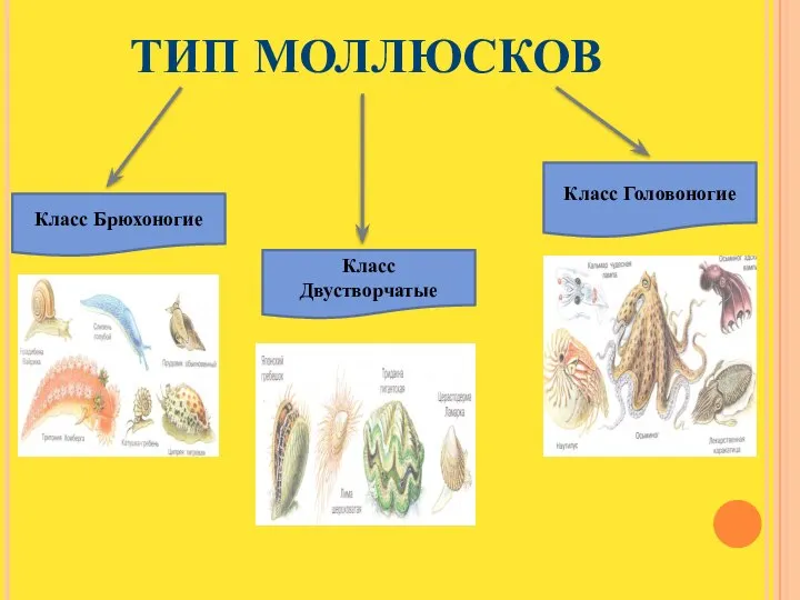 Тип Моллюсков Класс Брюхоногие Класс Двустворчатые Класс Головоногие