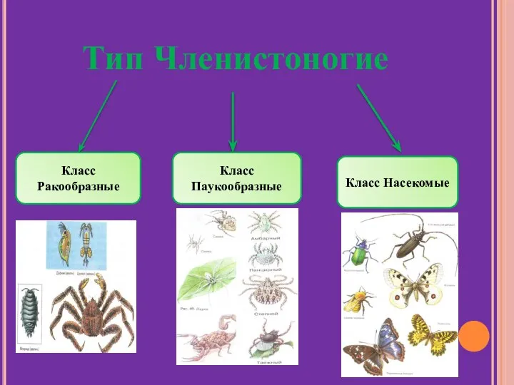 Тип Членистоногие Класс Ракообразные Класс Паукообразные Класс Насекомые