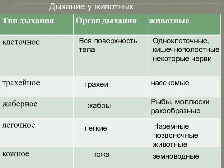 Вся поверхность тела Одноклеточные, кишечнополостные некоторые черви трахеи насекомые жабры Рыбы,