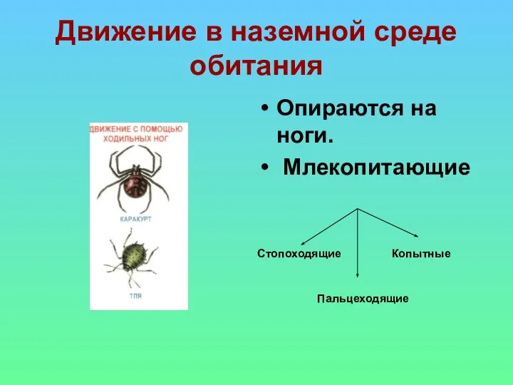 Движение в наземной среде обитания Опираются на ноги. Млекопитающие Стопоходящие Копытные Пальцеходящие