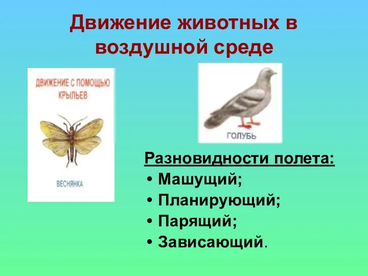 Движение животных в воздушной среде Разновидности полета: Машущий; Планирующий; Парящий; Зависающий.