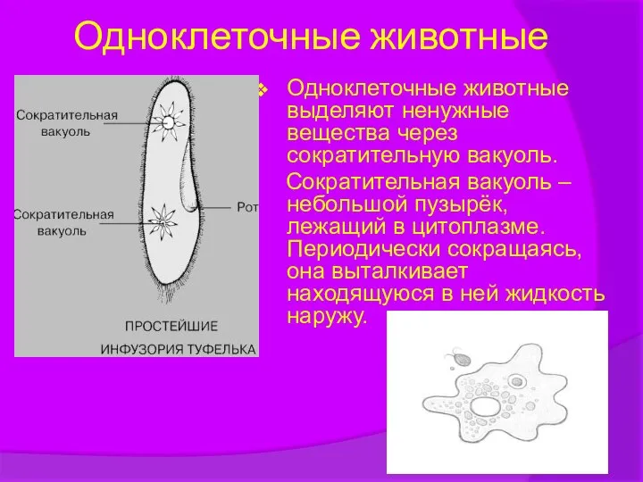 Одноклеточные животные Одноклеточные животные выделяют ненужные вещества через сократительную вакуоль. Сократительная