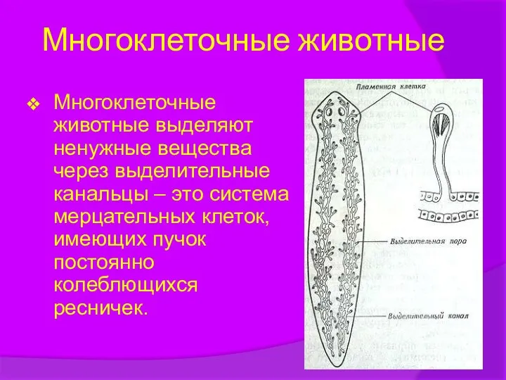 Многоклеточные животные Многоклеточные животные выделяют ненужные вещества через выделительные канальцы –