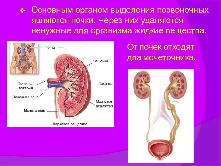 От почек отходят два мочеточника. Основным органом выделения позвоночных являются почки.