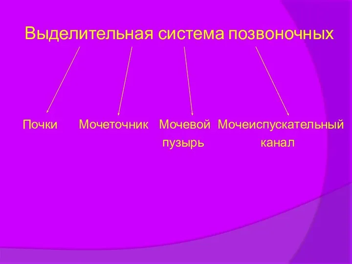 Выделительная система позвоночных Почки Мочеточник Мочевой Мочеиспускательный пузырь канал