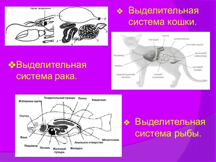 Выделительная система рака. Выделительная система рыбы. Выделительная система кошки.