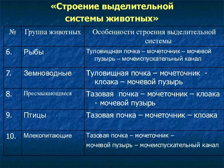 «Строение выделительной системы животных»