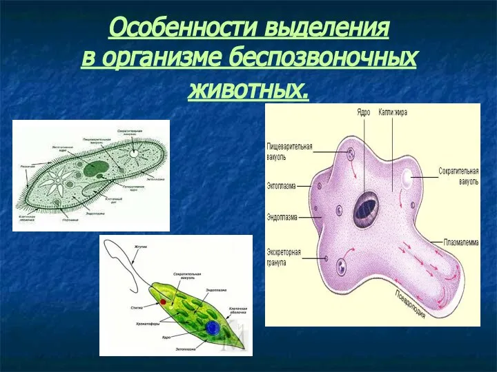 Особенности выделения в организме беспозвоночных животных.