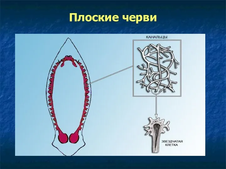 Плоские черви