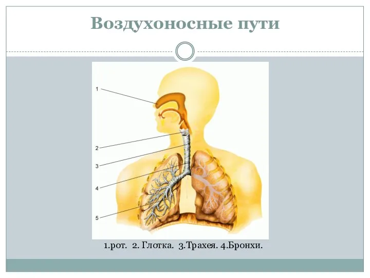 Воздухоносные пути 1.рот. 2. Глотка. 3.Трахея. 4.Бронхи.