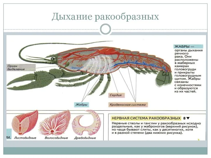 Дыхание ракообразных