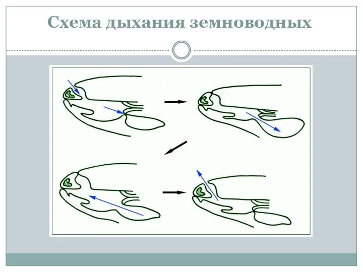 Схема дыхания земноводных