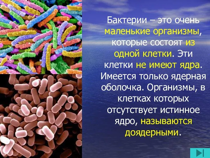 Бактерии – это очень маленькие организмы, которые состоят из одной клетки.