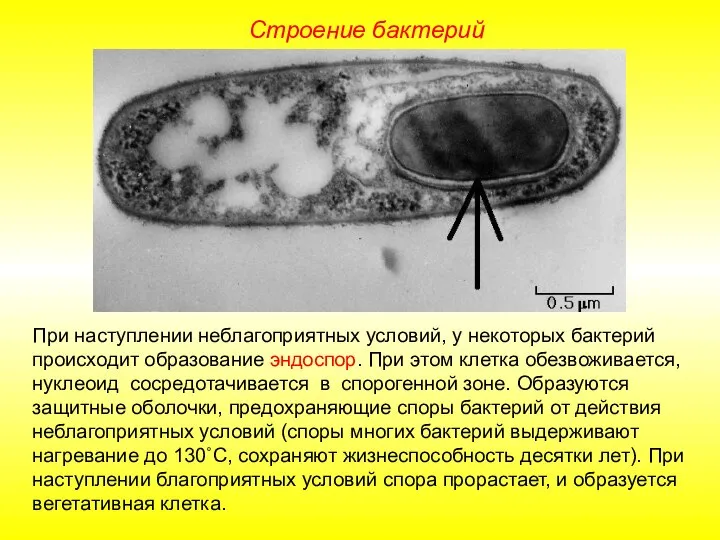 Строение бактерий При наступлении неблагоприятных условий, у некоторых бактерий происходит образование