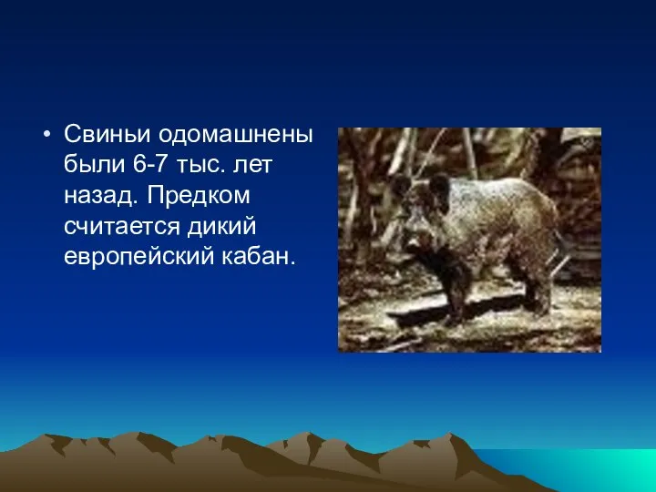 Свиньи одомашнены были 6-7 тыс. лет назад. Предком считается дикий европейский кабан.