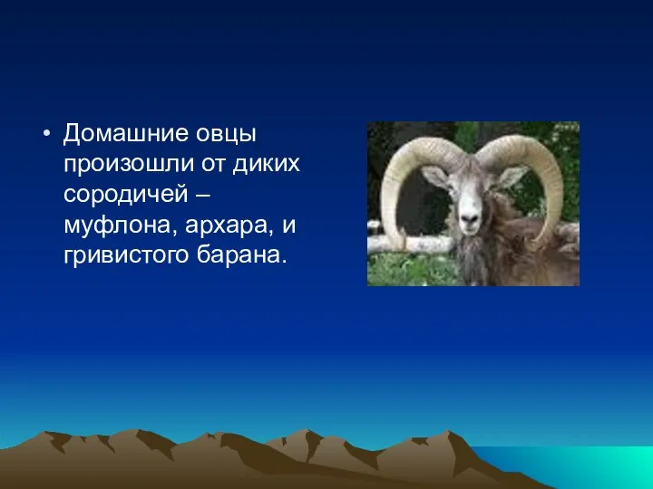 Домашние овцы произошли от диких сородичей – муфлона, архара, и гривистого барана.