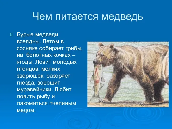 Чем питается медведь Бурые медведи всеядны. Летом в сосняке собирает грибы,