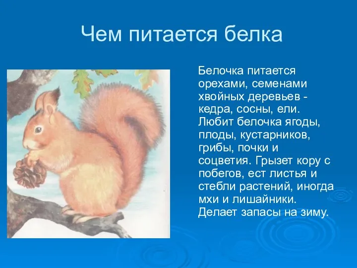 Чем питается белка Белочка питается орехами, семенами хвойных деревьев -кедра, сосны,