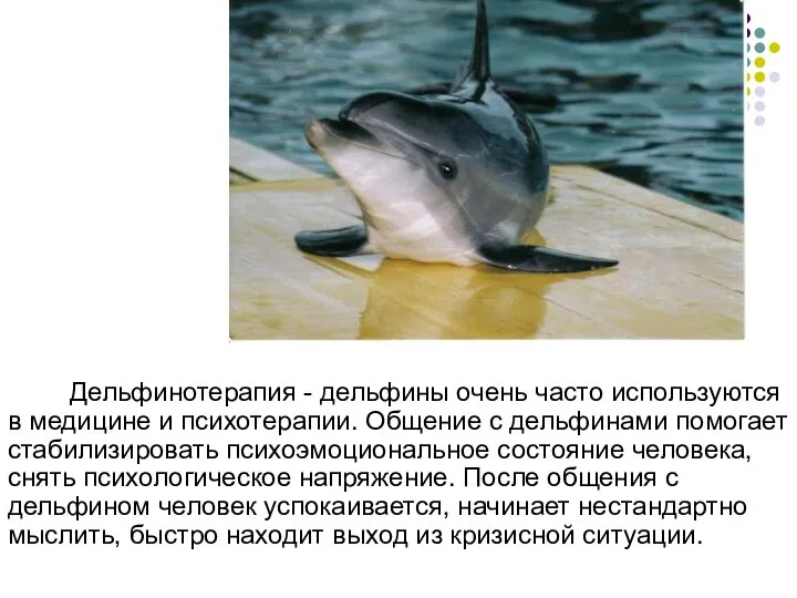 Дельфинотерапия - дельфины очень часто используются в медицине и психотерапии. Общение