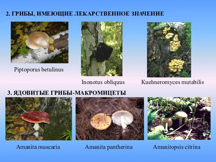 2. ГРИБЫ, ИМЕЮЩИЕ ЛЕКАРСТВЕННОЕ ЗНАЧЕНИЕ Piptoporus betulinus Inonotus obliquus Kuehneromyces mutabilis