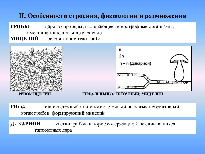 II. Особенности строения, физиологии и размножения ГРИБЫ – царство природы, включающее