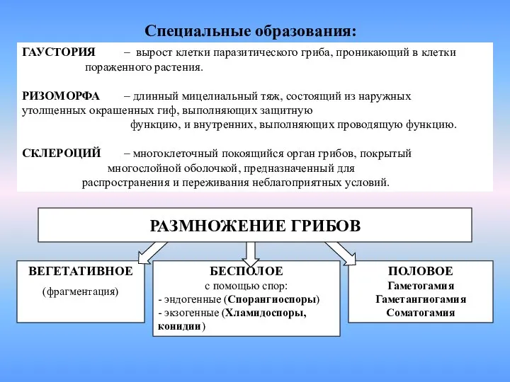 ГАУСТОРИЯ – вырост клетки паразитического гриба, проникающий в клетки пораженного растения.