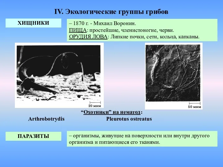 IV. Экологические группы грибов