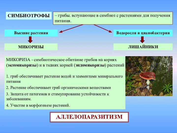 СИМБИОТРОФЫ – грибы. вступающие в симбиоз с растениями для получения питания.