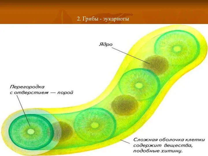 2. Грибы - эукариоты