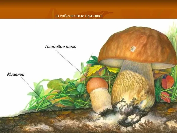 в) собственные признаки