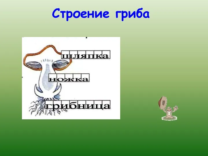 Строение гриба шляпка ножка грибница