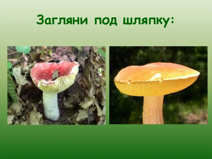 Загляни под шляпку: