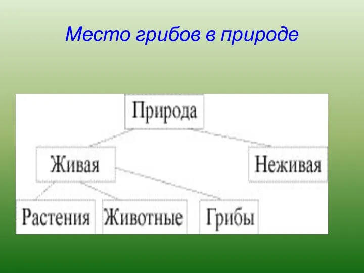 Место грибов в природе