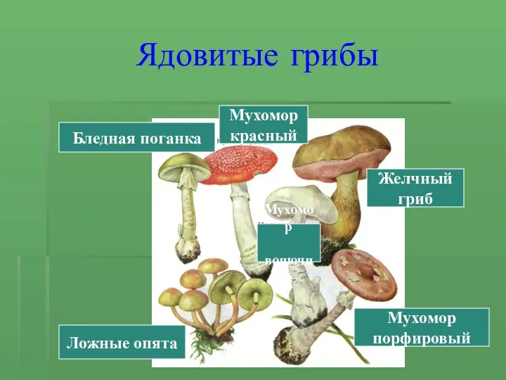 Ядовитые грибы Мухомор порфировый Желчный гриб Ложные опята Бледная поганка Мухомор красный Мухомор вонючий