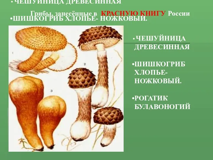 ЧЕШУЙНИЦА ДРЕВЕСИННАЯ ШИШКОГРИБ ХЛОПЬЕ- НОЖКОВЫЙ. РОГАТИК БУЛАВОНОГИЙ ЧЕШУЙНИЦА ДРЕВЕСИННАЯ ШИШКОГРИБ ХЛОПЬЕ-