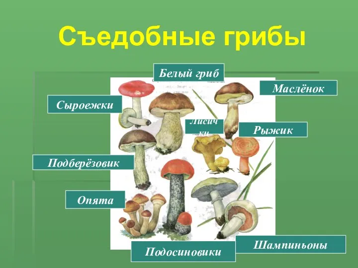 Съедобные грибы Шампиньоны Подосиновики Опята Рыжик Подберёзовик Сыроежки Белый гриб Маслёнок Лисички