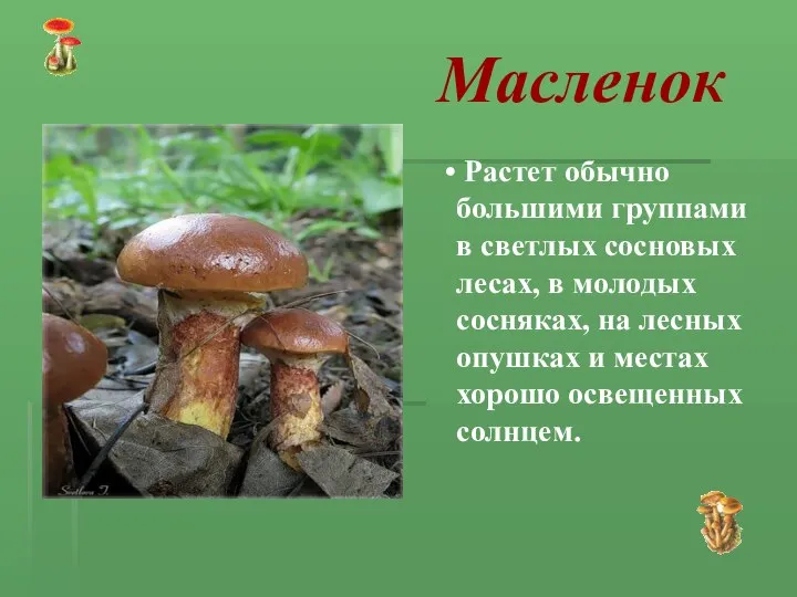 Масленок Растет обычно большими группами в светлых сосновых лесах, в молодых