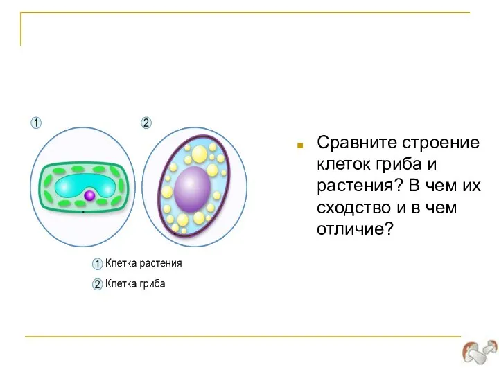 Сравните строение клеток гриба и растения? В чем их сходство и в чем отличие?