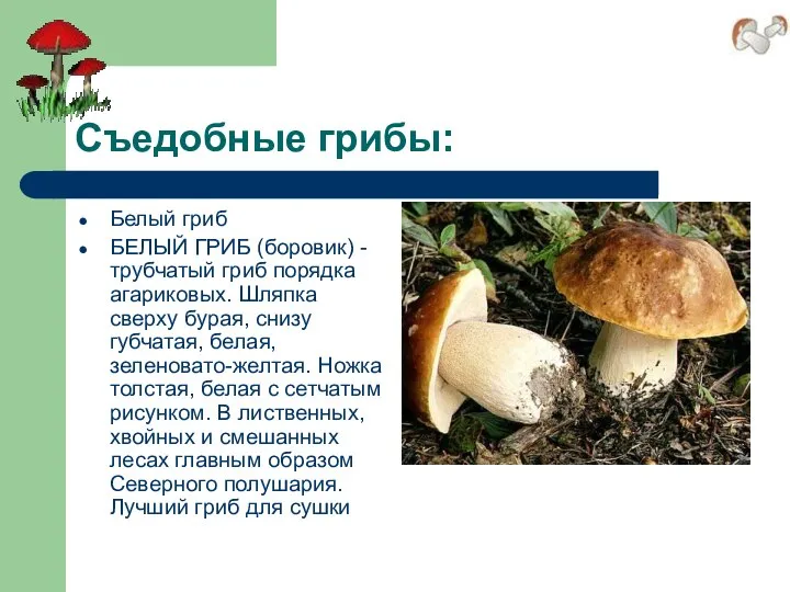 Съедобные грибы: Белый гриб БЕЛЫЙ ГРИБ (боровик) - трубчатый гриб порядка