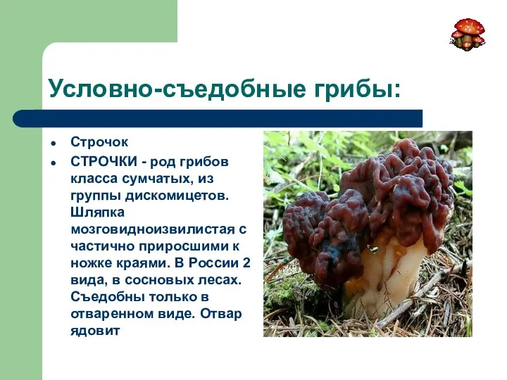 Условно-съедобные грибы: Строчок СТРОЧКИ - род грибов класса сумчатых, из группы