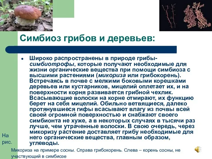 Симбиоз грибов и деревьев: Широко распространены в природе грибы-симбиотрофы, которые получают