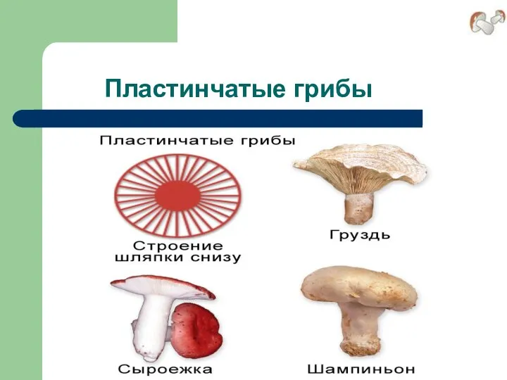 Пластинчатые грибы