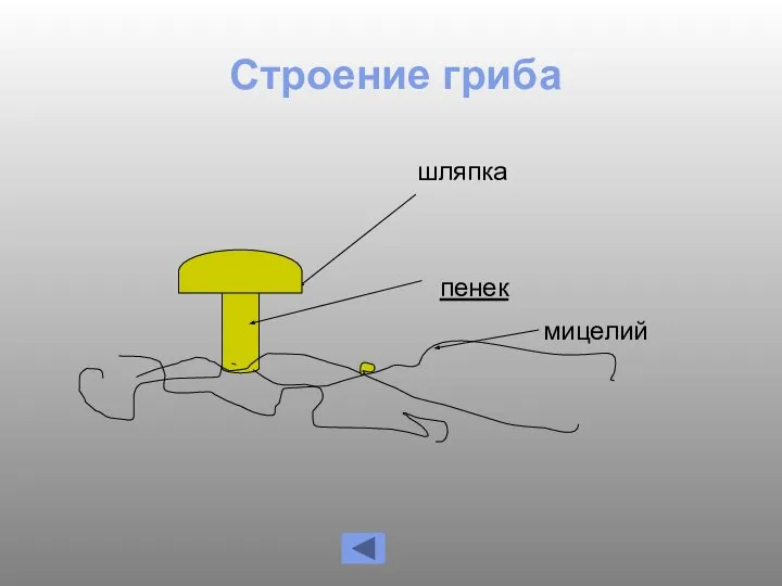 Строение гриба шляпка мицелий пенек